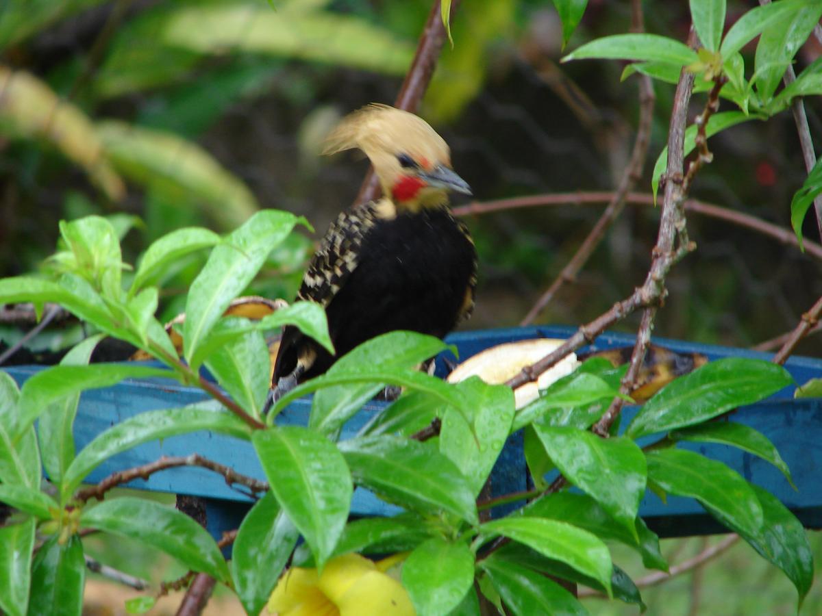 Junglez Eco Hostel Guarau Ngoại thất bức ảnh