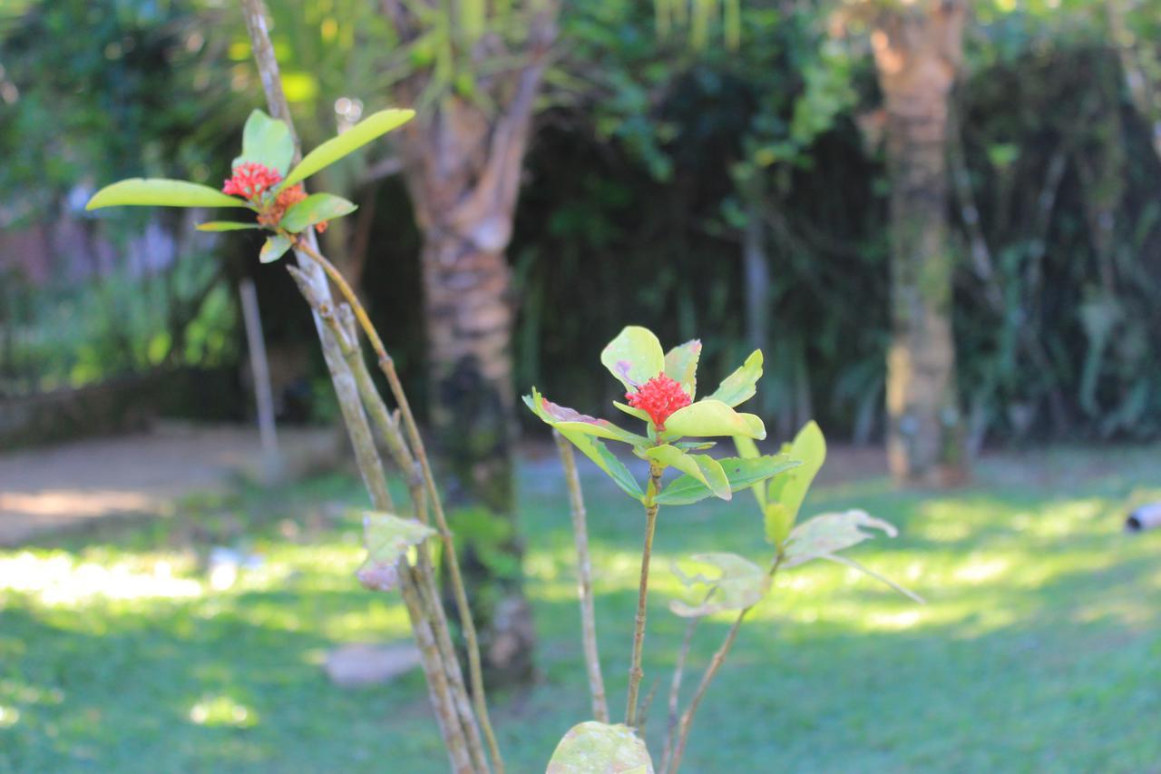 Junglez Eco Hostel Guarau Ngoại thất bức ảnh