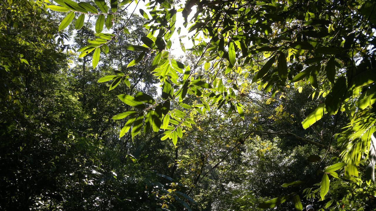 Junglez Eco Hostel Guarau Ngoại thất bức ảnh